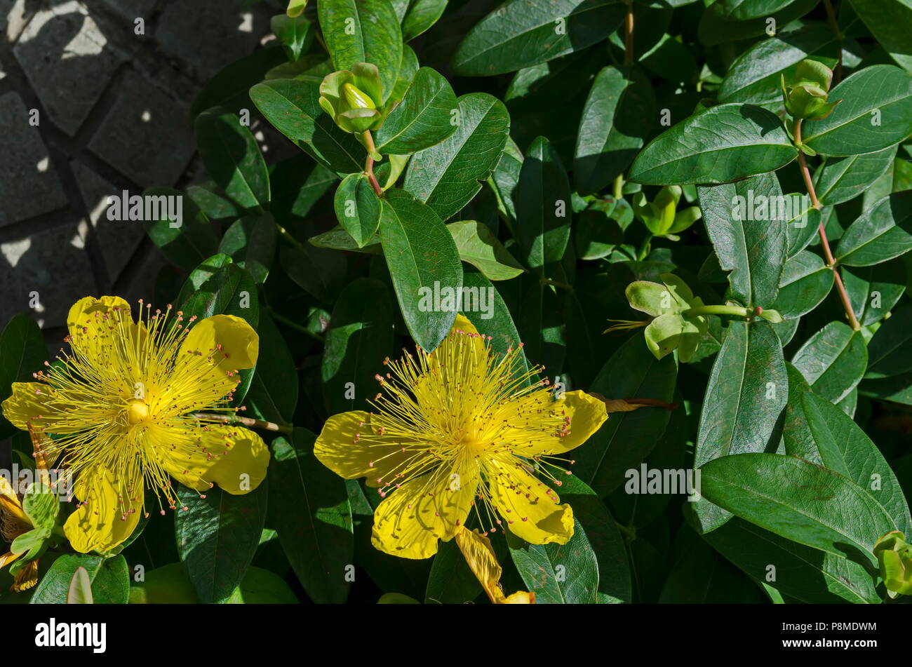 Hypericum calycinum, St. John`s Wort or Yellow Rose of Sharon bush flower close-up with a central mass of bright yellow stamens, Sofia, Bulgaria Stock Photo